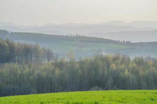 士別市　春霧に包まれた丘陵地に立つ木 北海道,士別市,丘の写真素材
