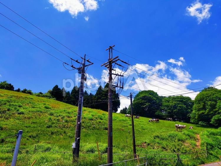 青と緑と牛と電柱 牧場,牛,牧草の写真素材