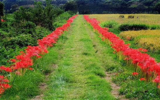 赤と緑のコントラストの道 赤と緑のコントラストの道の写真