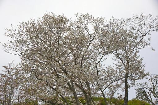 桜 桜の写真