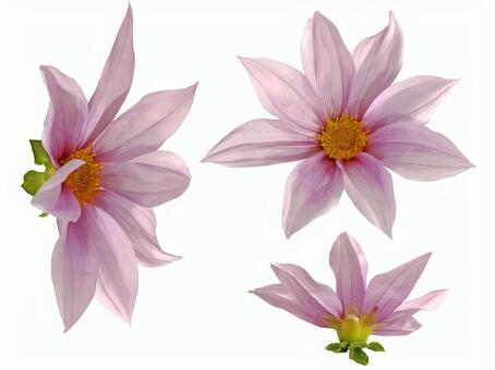 皇帝ダリアの花 皇帝ダリア,ダリア,コダチダリアの写真素材