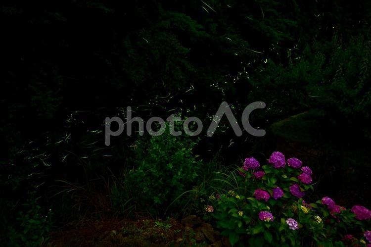アジサイとホタル舞う鳥川ホタルの里 ゲンジボタル,ホタル,乱舞の写真素材