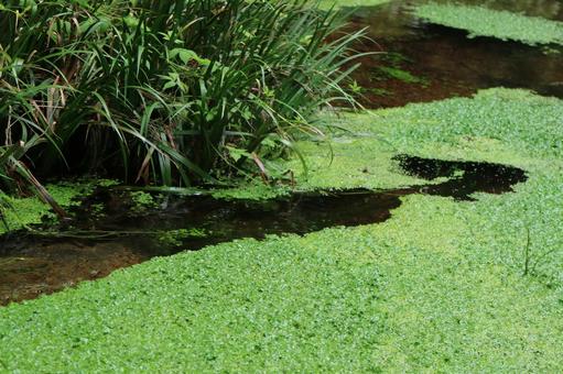水草 水草の写真