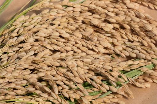 収穫した稲穂 稲穂,稲,アップの写真素材