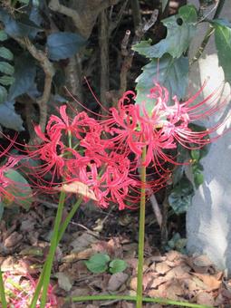 住宅地の花壇に咲いたヒガンバナ 住宅地の花壇に咲いたヒガンバナ ヒガンバナ,花,植物の写真素材