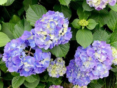 紫陽花 紫陽花 紫陽花,花,花びらの写真素材