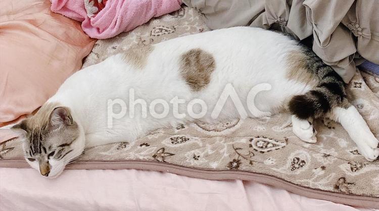 ベッドで伸びて眠るシャムミックス猫さん 猫,シャムトラ,微睡むの写真素材