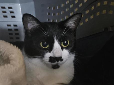 ケージの中からこちらを見るハチワレ姉猫 ケージの中からこちらを見るハチワレ姉猫の写真