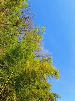 竹林と青空 竹林と青空 竹,空,対比の写真素材