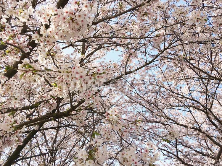 早く花見しないと！ 桜,花見,春の写真素材