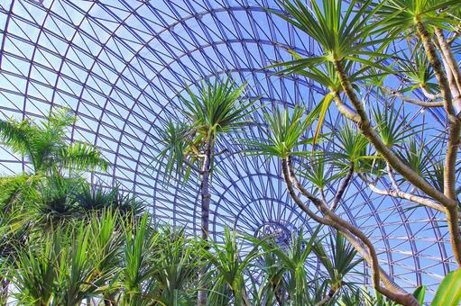 ユッカ/とっとり花回廊・フラワードーム ユッカ,木,観葉植物の写真素材