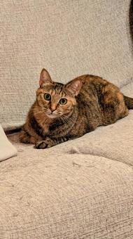 見つめる猫 見つめる猫 猫,ニャンコ,キャットの写真素材