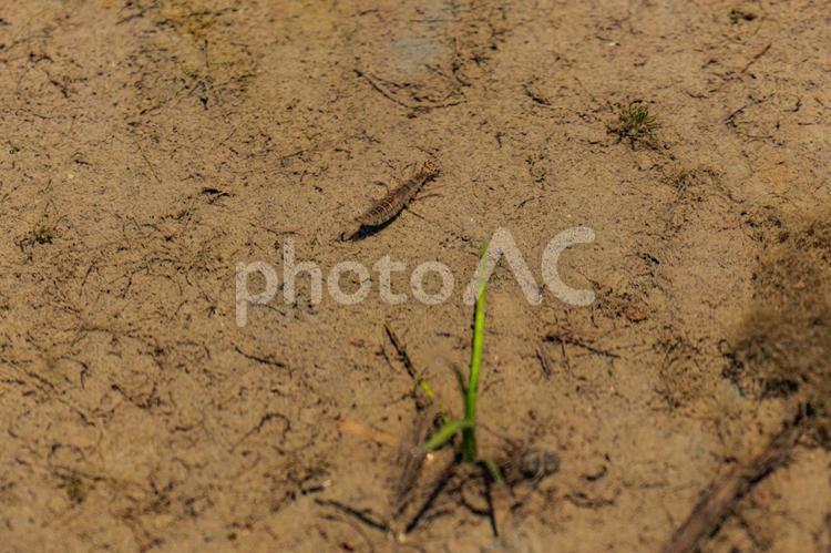 田んぼに生息するゲンゴロウの幼虫 土,自然,泥の写真素材