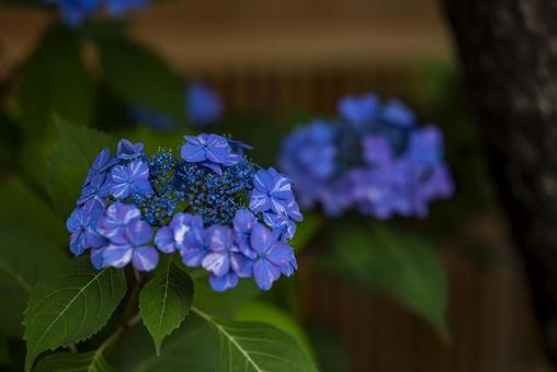 紫陽花の写真