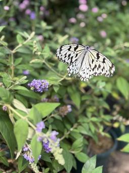 蝶々 自然 昆虫 蝶々 自然 昆虫の写真