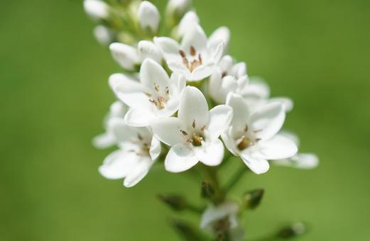 ヌマトラノオの花 ヌマトラノオの花の写真