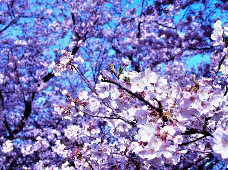 桜 桜の写真
