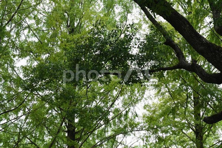 木漏れ日 木,空,自然の写真素材