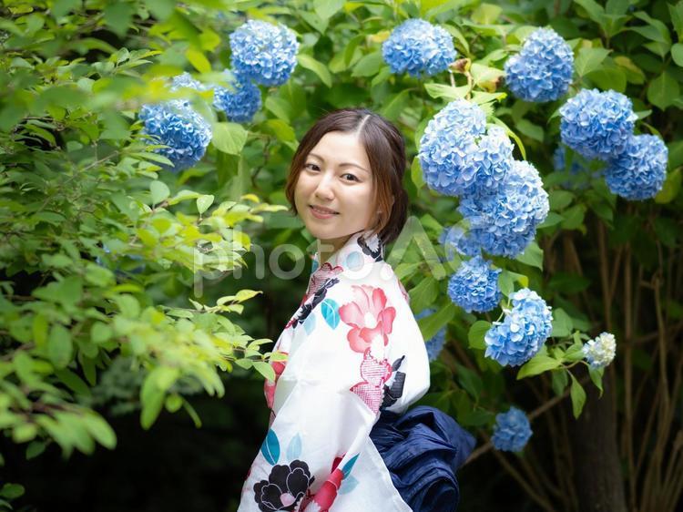 32：紫陽花と浴衣の女性 紫陽花,あじさい,浴衣の写真素材
