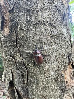 カブトムシ01の写真