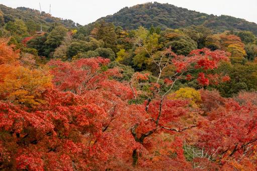 清水の舞台から見える紅葉 清水の舞台から見える紅葉 京都,清水寺,清水の舞台の写真素材