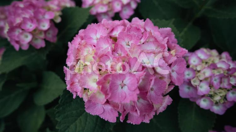 赤や青や紫や白のたくさんの紫陽花 紫陽花,緑,花の写真素材