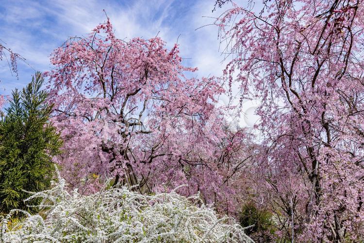 京都府　原谷苑の桜風景 原谷苑,桜,風景の写真素材