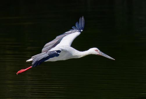 飛行中のコウノトリ、黒バックの写真