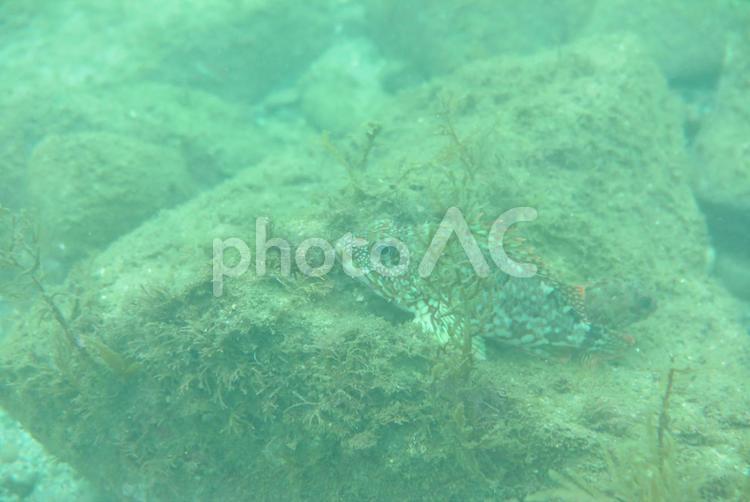 ユメカサゴ  ガシラ  アカバ ユメカサゴ,ガシラ,アカバの写真素材