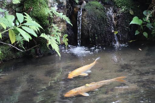 金色の鯉のいる池の風景 金色の鯉のいる池の風景の写真