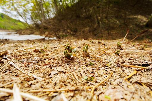 250510津南町見倉ぜんまい 新潟県,中魚沼郡,津南町の写真素材