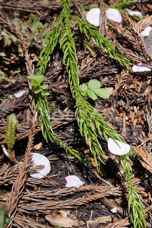 桜の花びらと杉の落ち葉04 桜,桜の花びら,散るの写真素材
