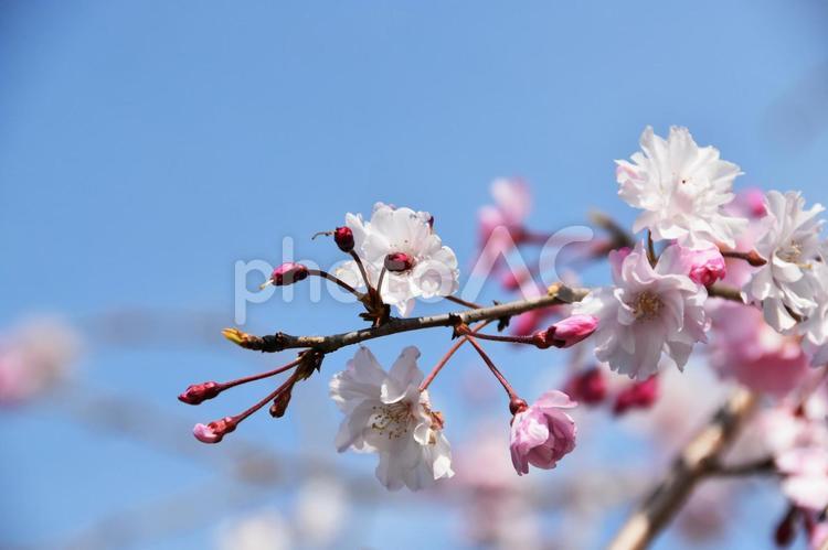 桜（枝垂桜・シダレザクラ） 桜,枝垂桜,花見の写真素材