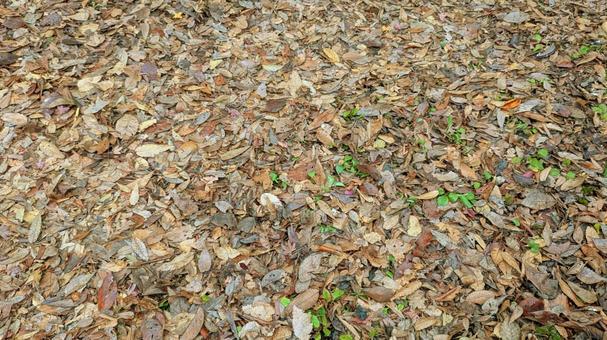 落ち葉のモザイク フロー,包囲,美しいの写真素材