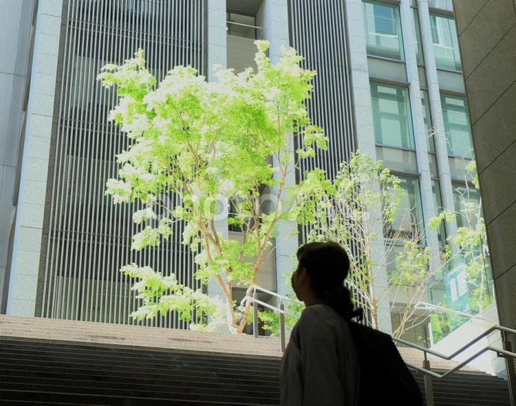 新緑のイロハモミジの木を見る女性のシルエット 新緑,シルエット,女性の写真素材
