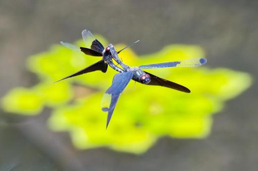 交尾をしながら飛行するチョウトンボ 交尾をしながら飛行するチョウトンボの写真