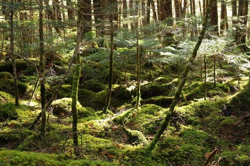 白駒の森 秋 苔 白駒の森 秋 苔の写真