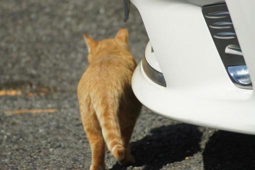 ねこ ねこの写真