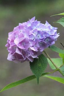 アジサイ アジサイの写真