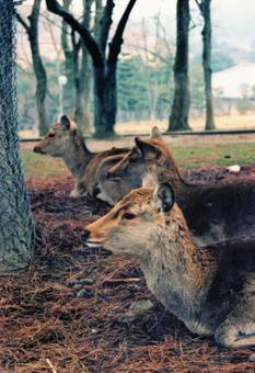 夕刻の奈良公園 寝そべる鹿たち 夕刻の奈良公園 寝そべる鹿たちの写真