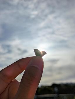 太陽の花束 太陽の花束の写真