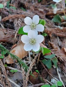 ミヤマカタバミ④ ミヤマカタバミ,カタバミ,花の写真素材