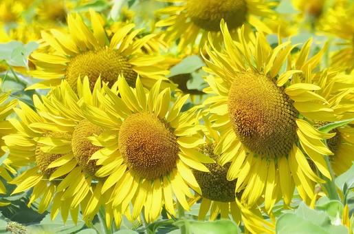 大輪のひまわりの花 ひまわり,夏,花の写真素材