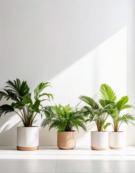 やわらかな光と観葉植物 やわらかな光と観葉植物の写真