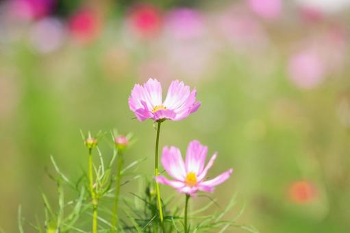 緑背景のコスモス 緑背景のコスモス コスモス,謙虚,乙女の真心の写真素材