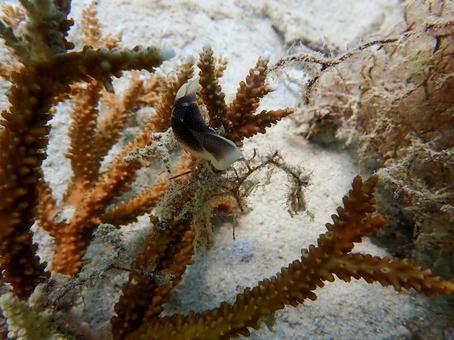 コナユキツバメガイ コナユキツバメガイ コナユキツバメガイ,ウミウシ,海の生き物の写真素材