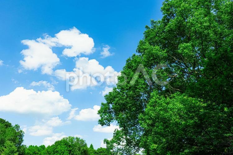 夏の青空と木々 空,自然,背景の写真素材