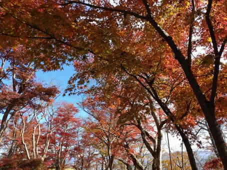 紅葉 自然,もみじ,紅葉狩りの写真素材