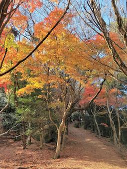 Photo, autunno, arancione, giallo, 