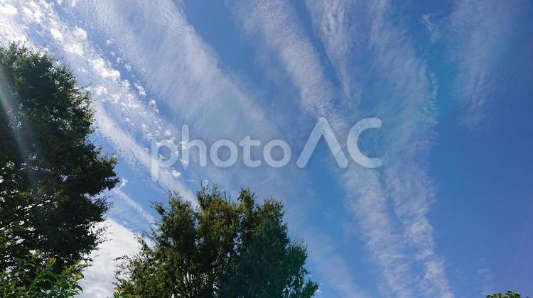 9月の空と雲と木立 空,青空,自然の写真素材